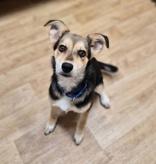 Enlarge Alani, a ADOPTABLE mixed breed in Woodstock, IL image 3/3