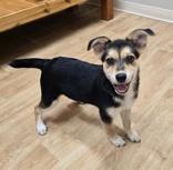 Enlarge Alani, a ADOPTABLE mixed breed in Woodstock, IL image 2/3