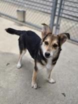 Alani, ADOPTABLE, Puppy Female Australian Shepherd.