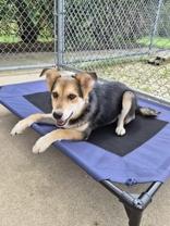 Enlarge Alani, a ADOPTABLE mixed breed in Woodstock, IL image 3/3