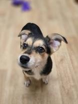 Enlarge Alani, a ADOPTABLE mixed breed in Woodstock, IL image 3/3