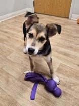 Enlarge Alani, a ADOPTABLE mixed breed in Woodstock, IL image 2/3