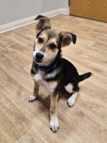 Alani, ADOPTABLE, Puppy Female Australian Shepherd.