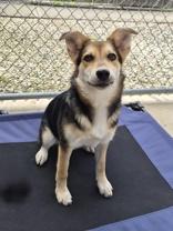 Enlarge Alani, a ADOPTABLE mixed breed in Woodstock, IL image 2/3