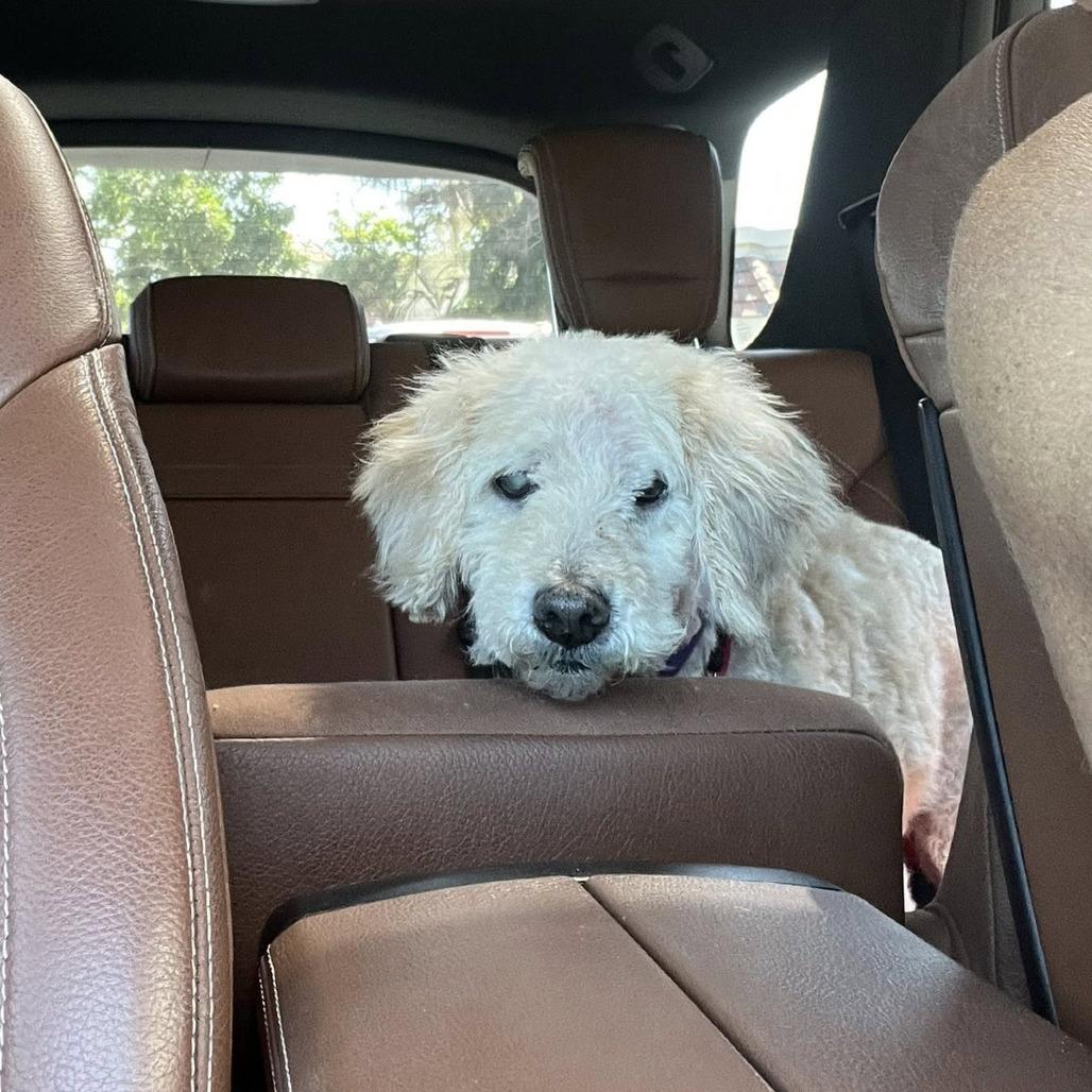 Enlarge Ansel, a Adoptable Poodle in Ramona, CA image 3/6