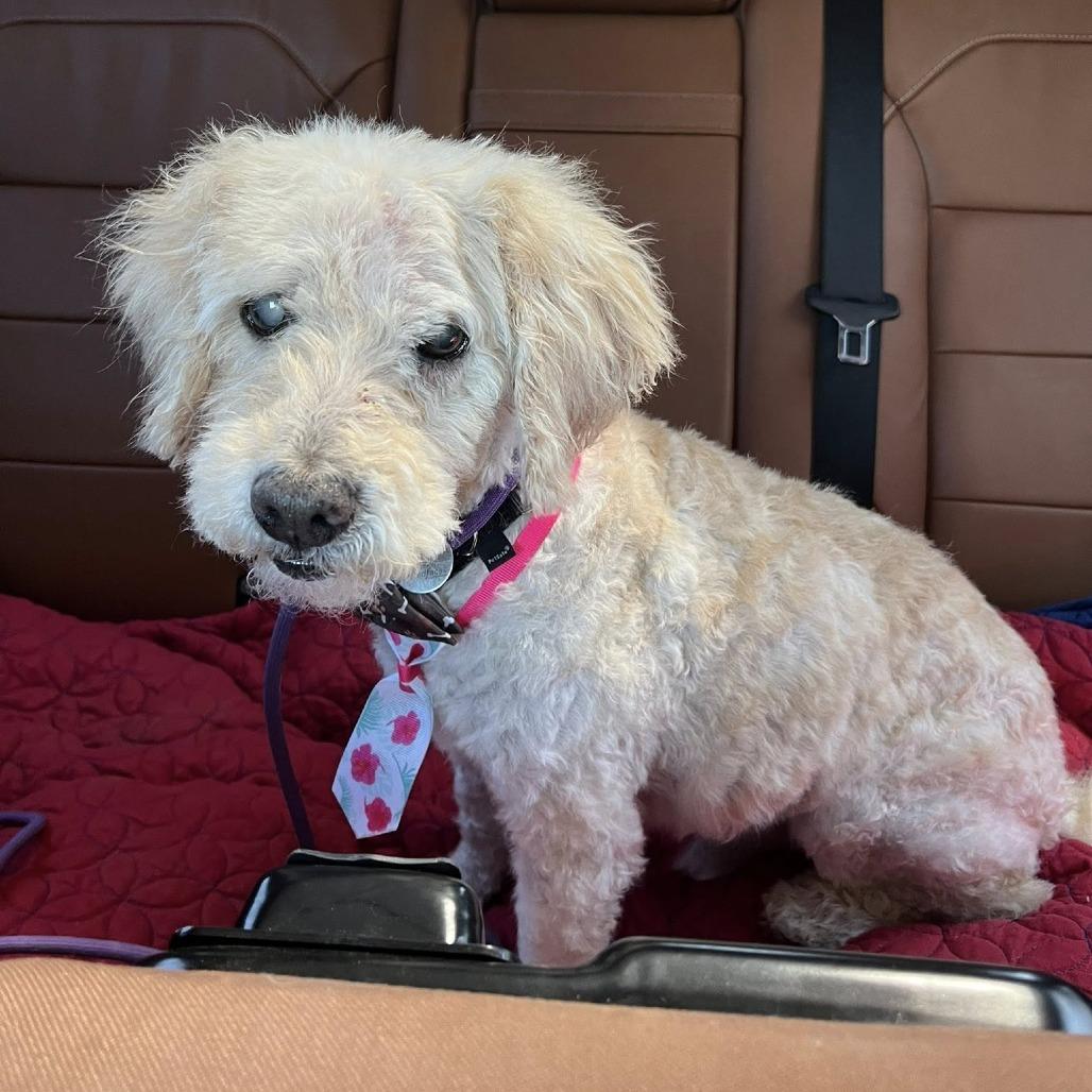 Enlarge Ansel, a Adoptable Poodle in Ramona, CA image 5/6