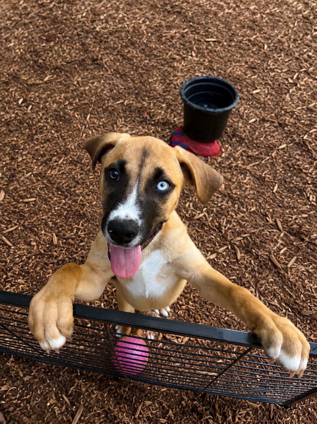 Ike, a ADOPTABLE mixed breed in Wanaque, NJ image 2/2