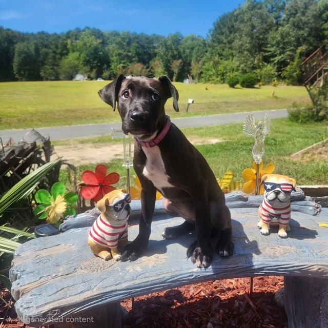Princess Olivia, Adoptable, Puppy Female American Staffordshire Terrier.