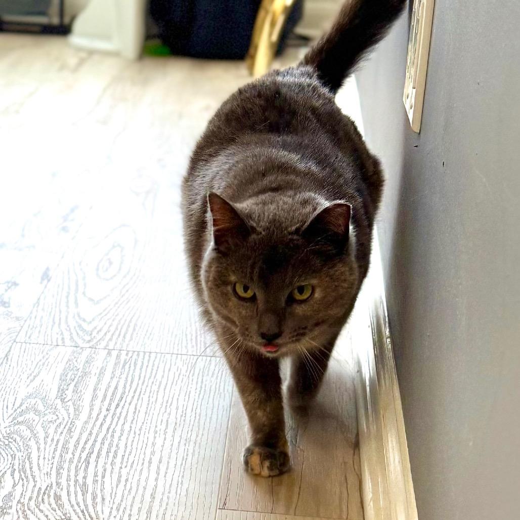 Sweetness, Adoptable, Adult Female Domestic Short Hair.