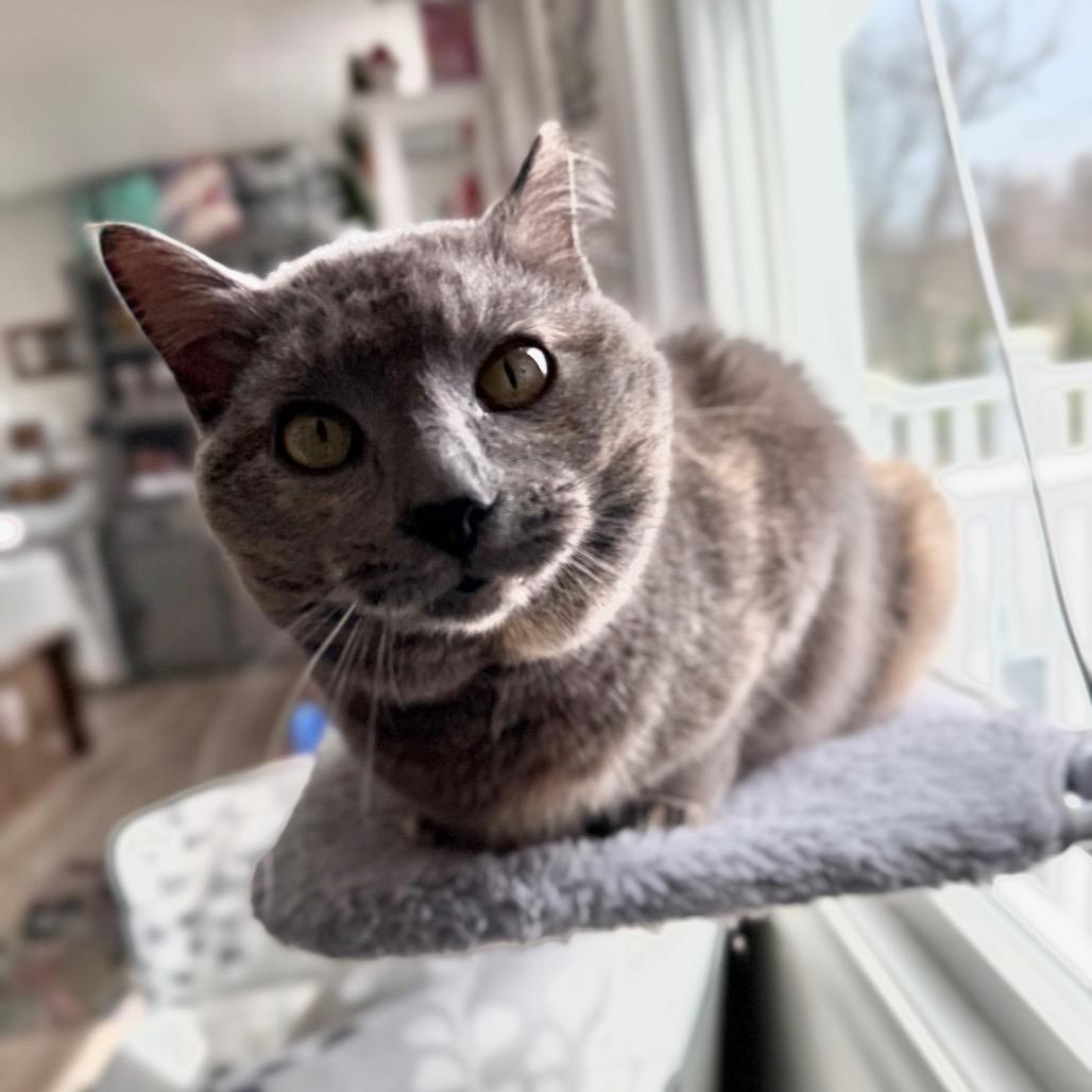 Enlarge Sweetness, a Adoptable Domestic Short Hair in Granville, OH image 2/6