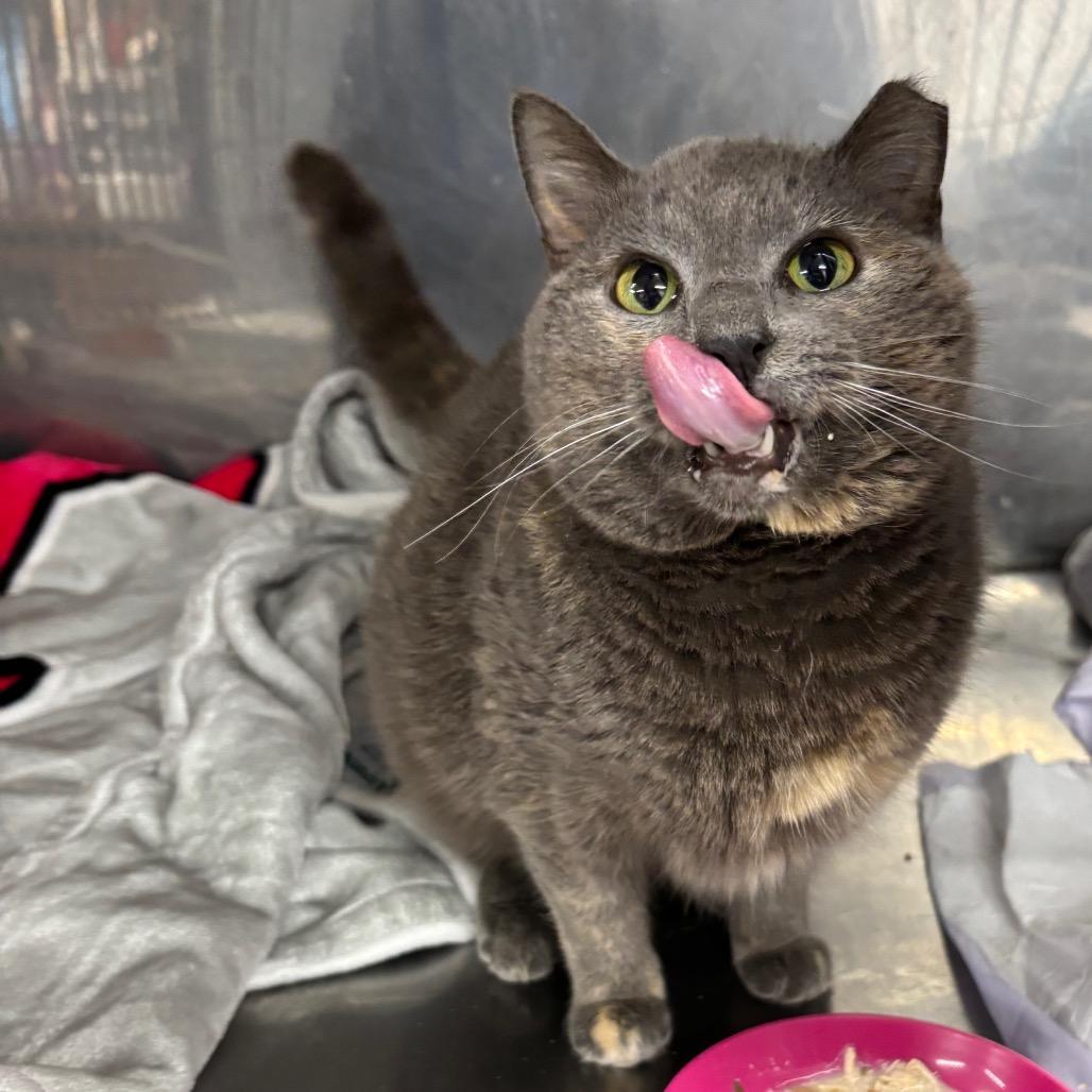 Enlarge Sweetness, a Adoptable Domestic Short Hair in Granville, OH image 3/6