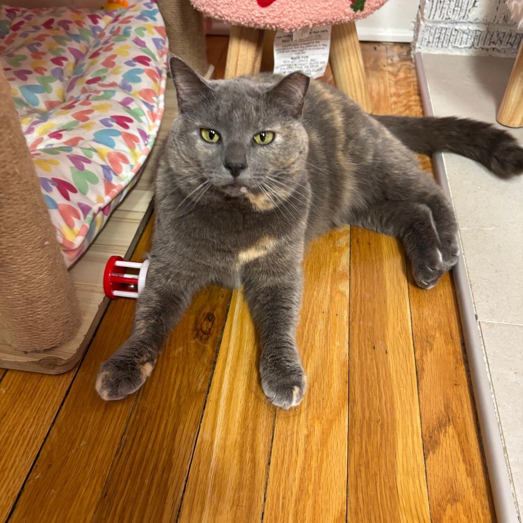 Enlarge Sweetness, a Adoptable Domestic Short Hair in Granville, OH image 4/6