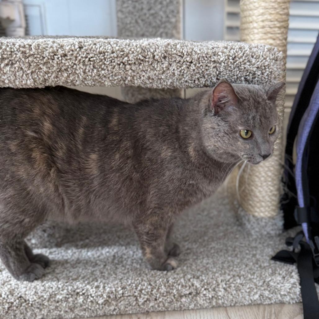 Enlarge Sweetness, a Adoptable Domestic Short Hair in Granville, OH image 5/6