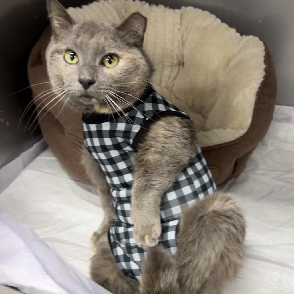 Enlarge Sweetness, a Adoptable Domestic Short Hair in Granville, OH image 6/6