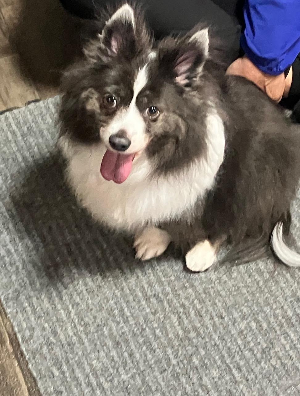 DIGGER (100-26), adopted, Adult Male Pomeranian.