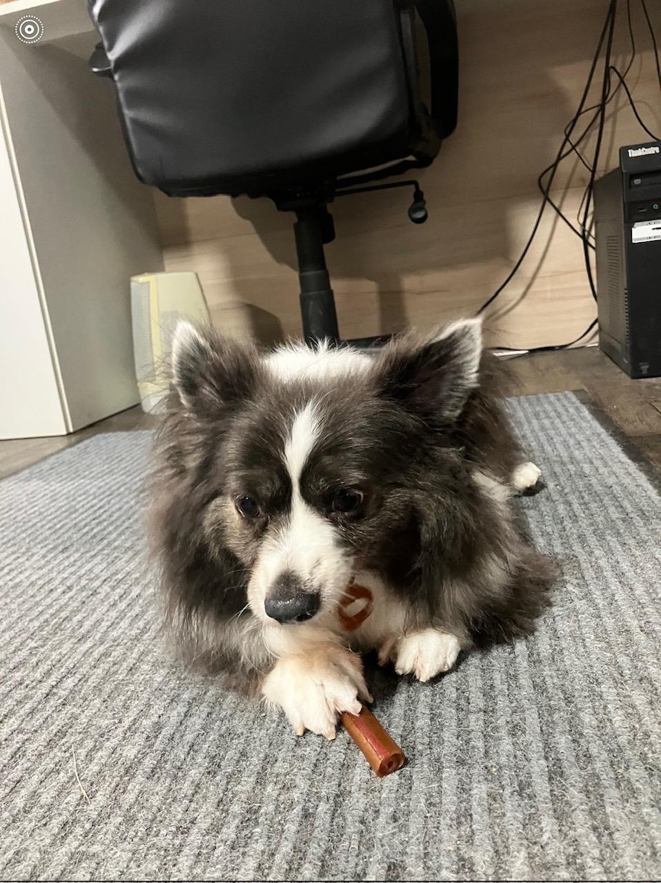 DIGGER (100-26), an adopted mixed breed in Cambridge, OH image 2/2