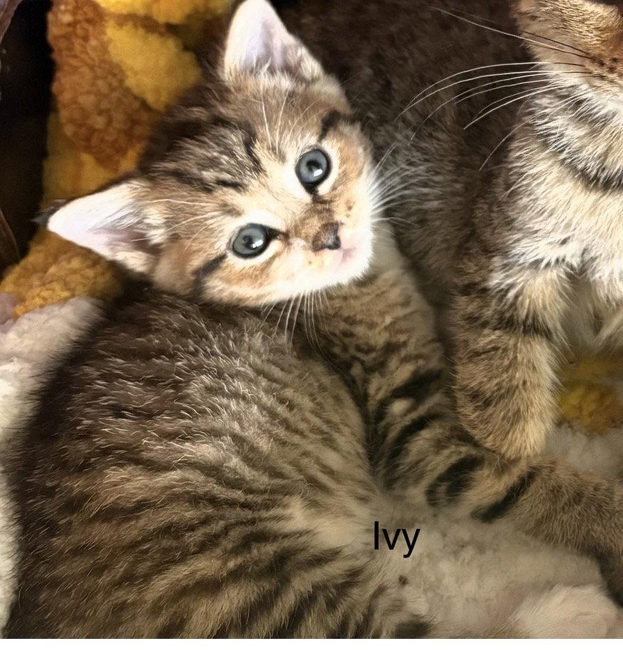 Ivy (th), Adoptable, Young Female Domestic Short Hair.
