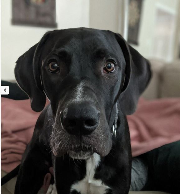Fosters Needed - Houston photo 4