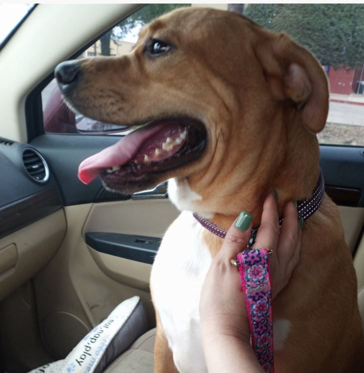 Fosters Needed - Houston photo 5