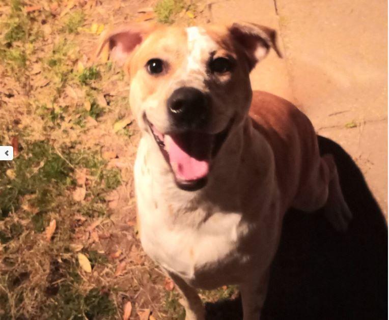 Fosters Needed - Houston photo 6