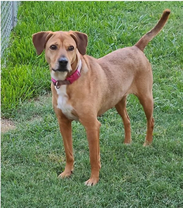 Fosters Needed - Houston photo 2