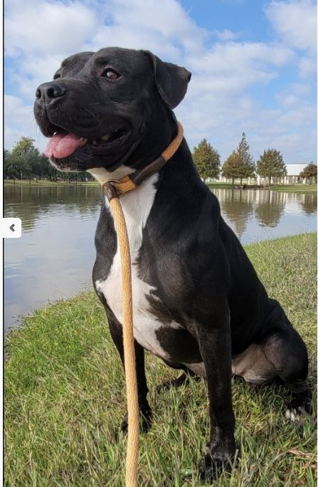 Fosters Needed - Houston photo 3