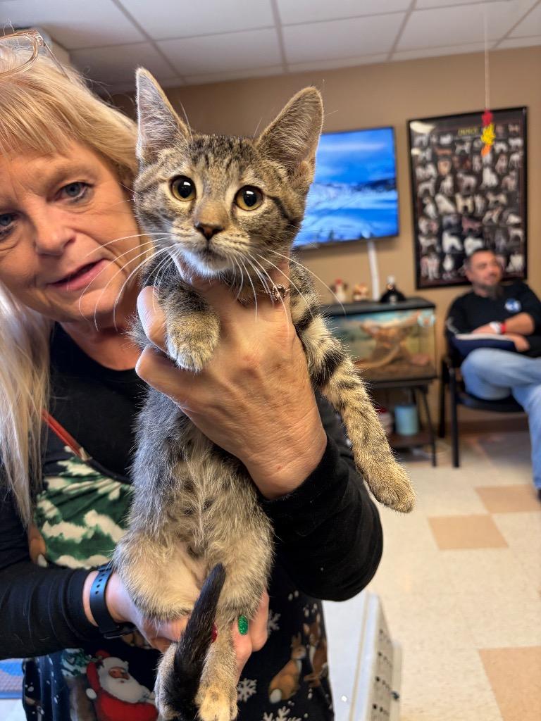 Fury, Adoptable, Kitten Female Domestic Short Hair.