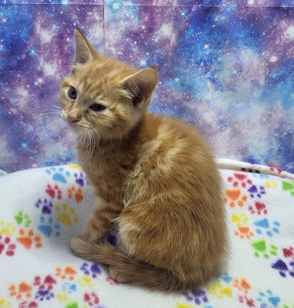 Enlarge June Bug, a Adoptable mixed breed in Washington Court House, OH image 1/2