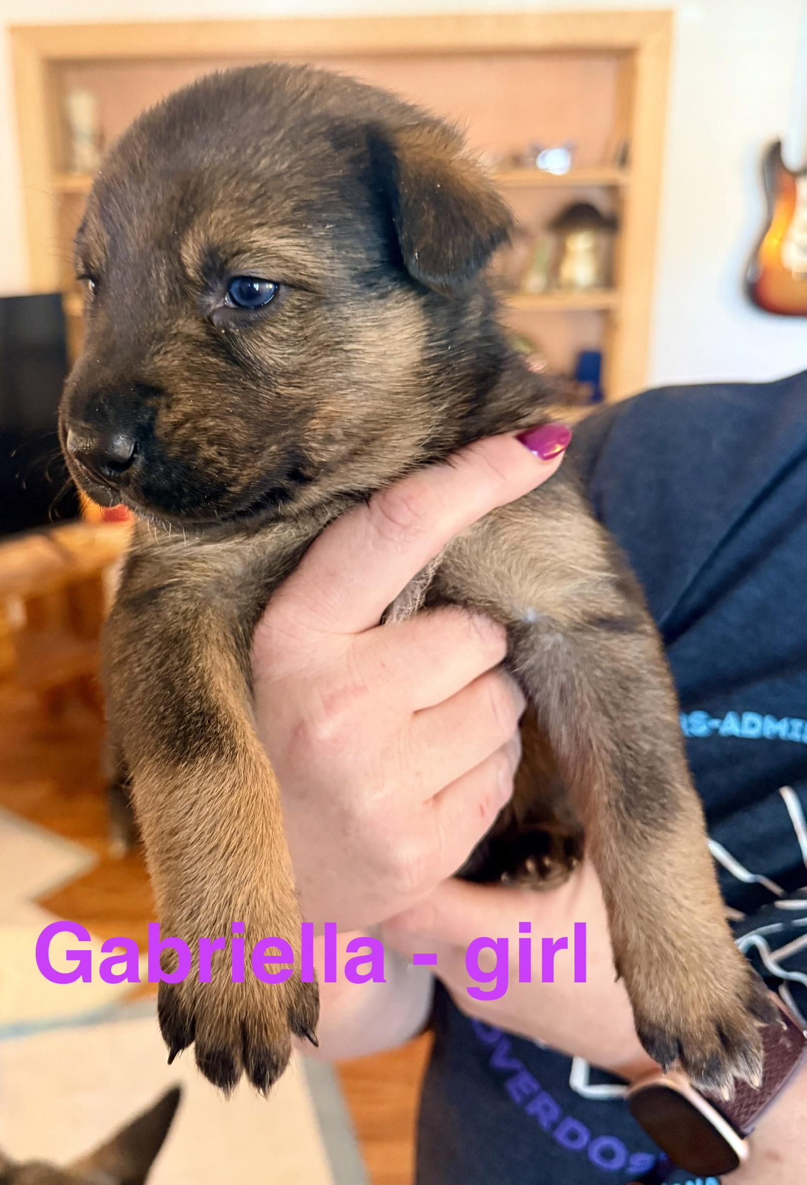 Enlarge 60Seconds-Gabriella, a Adopted mixed breed in Hardin, MT image 1/1