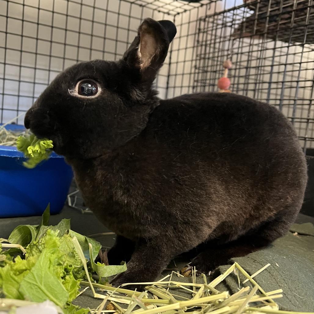 Lucky Fin, Adoptable, Baby Male Mini Rex.
