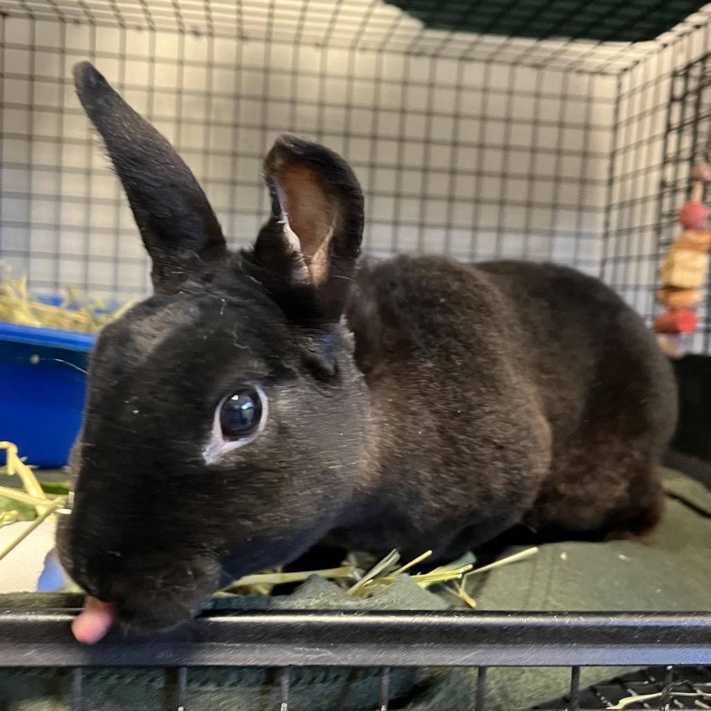 Enlarge Lucky Fin, a Adoptable Mini Rex in York, PA image 2/3