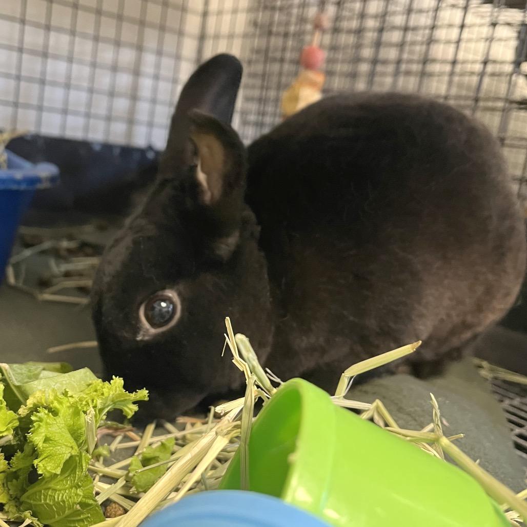 Enlarge Lucky Fin, a Adoptable Mini Rex in York, PA image 3/3