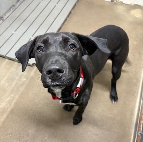Doyle, Adoptable, Puppy Male Labrador Retriever.