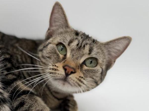 Olivia, Adoptable, Adult Female Domestic Short Hair.