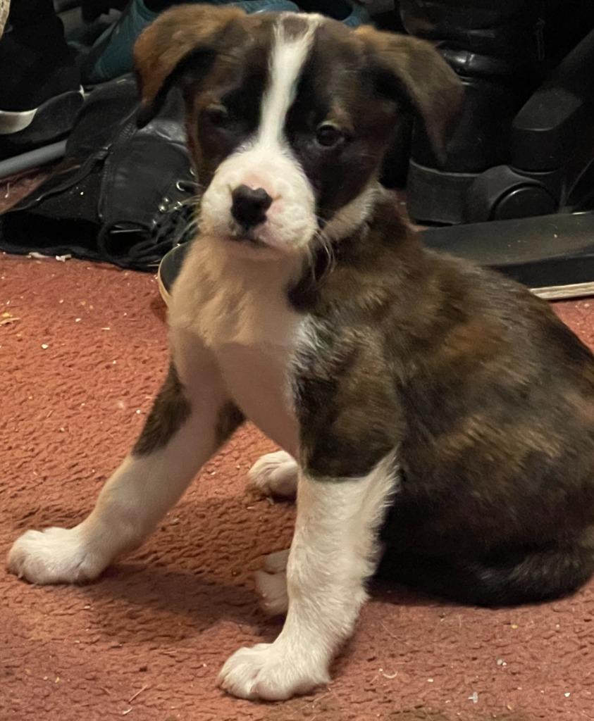 (P)June, Adopted, Puppy Female Labrador Retriever & Mixed Breed.
