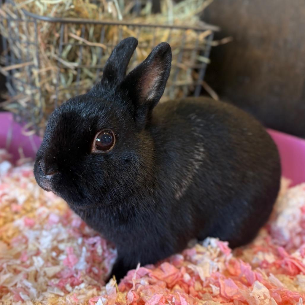 Batman, Adoptable, Senior Male Netherland Dwarf.