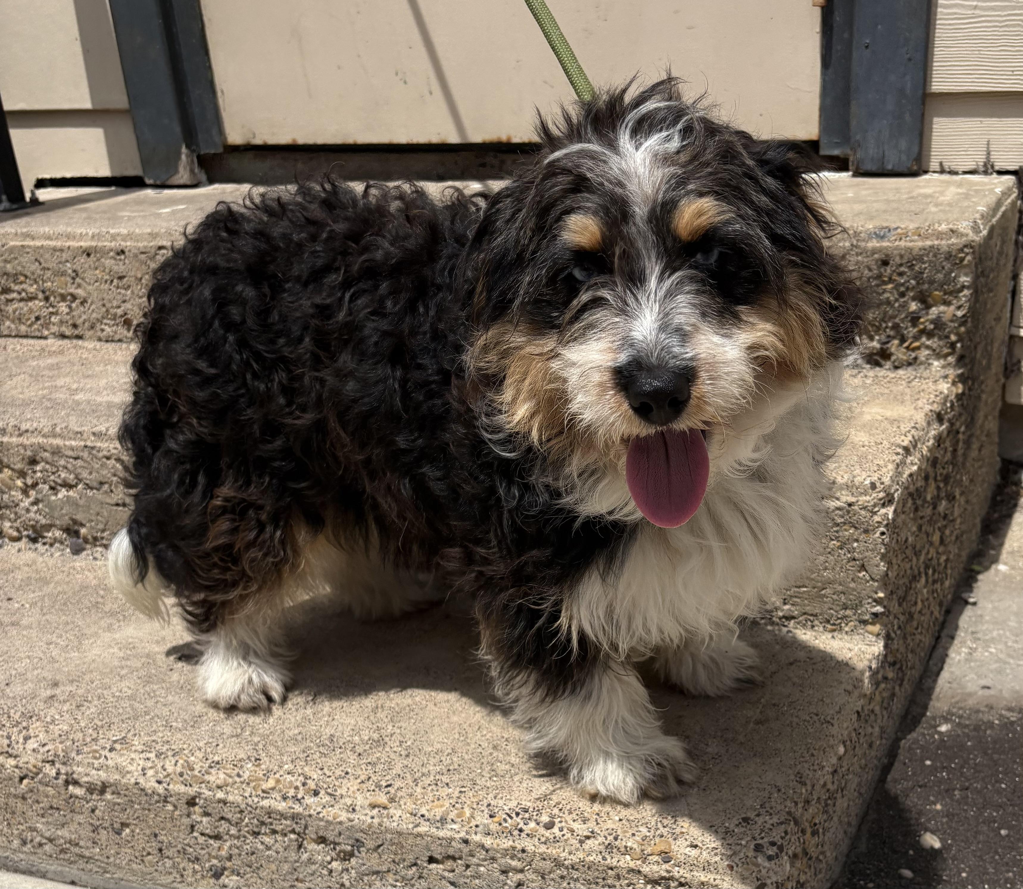 Dipps, an adopted mixed breed in Plano, TX image 1/4