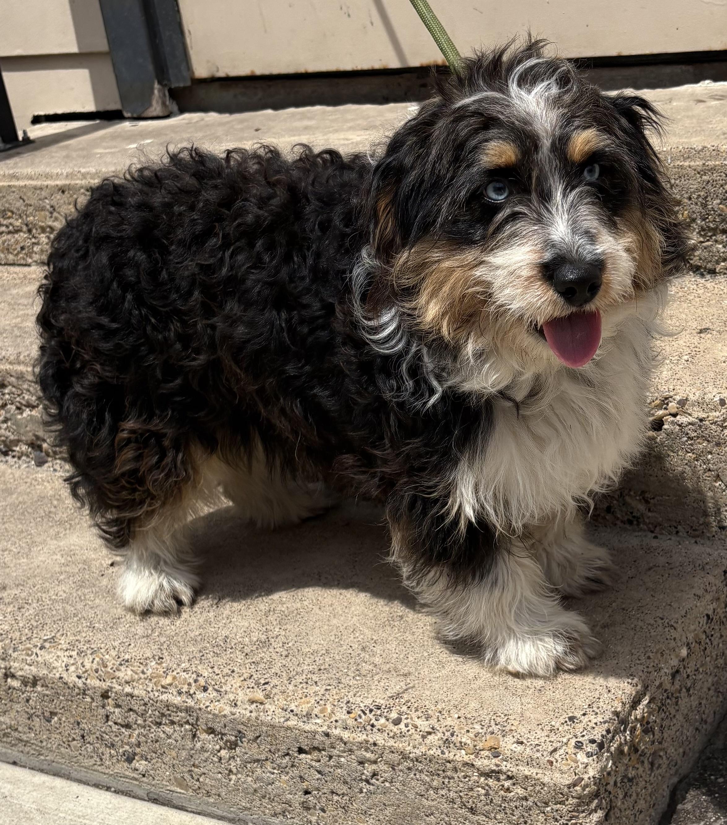 Dipps, an adopted mixed breed in Plano, TX image 4/4