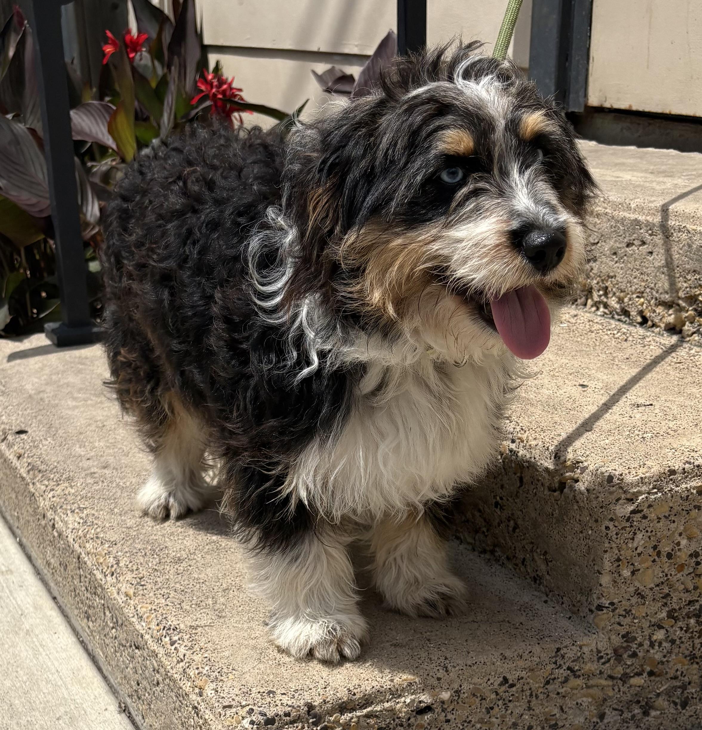 Dipps, an adopted mixed breed in Plano, TX image 3/4