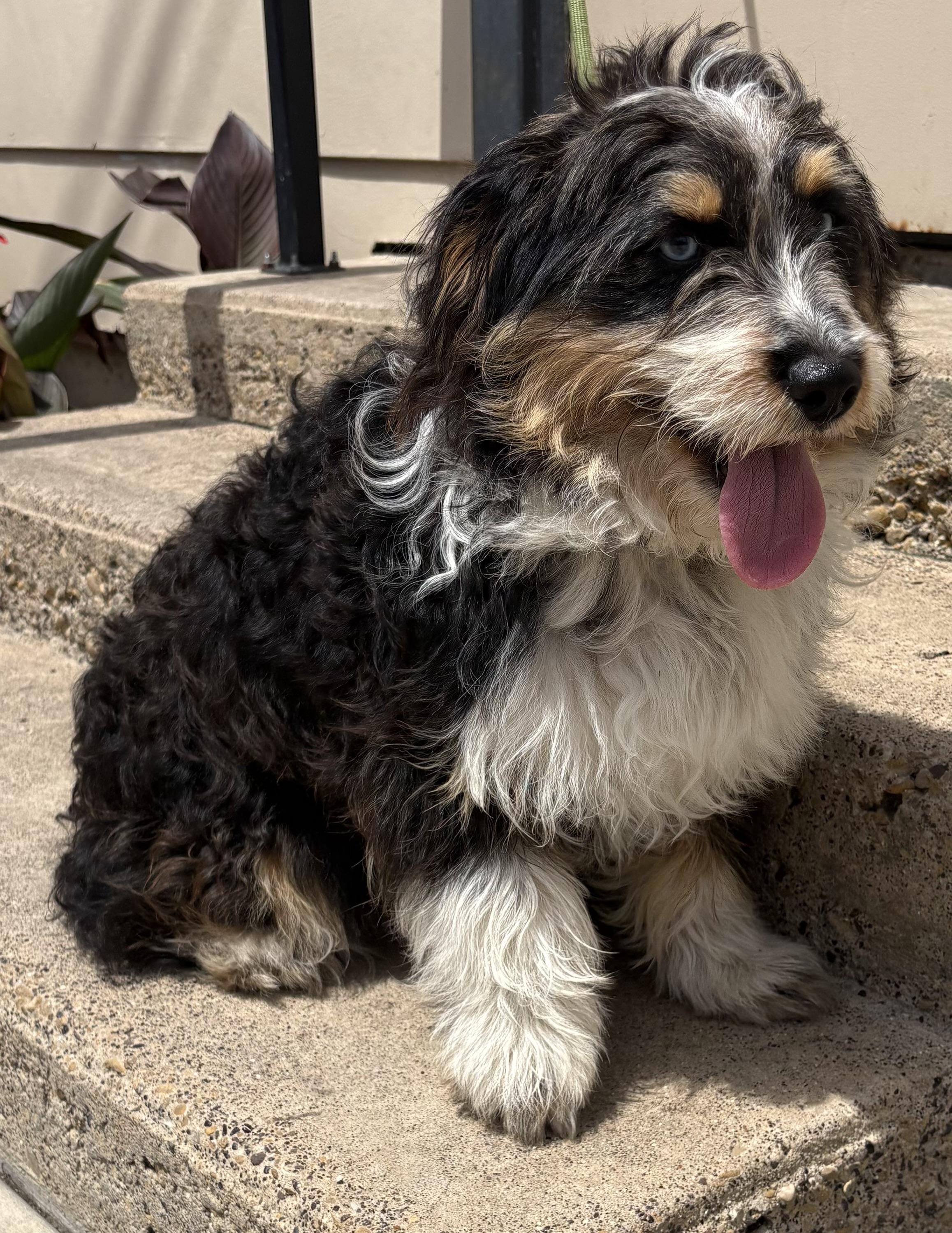 Dipps, an adopted mixed breed in Plano, TX image 2/4
