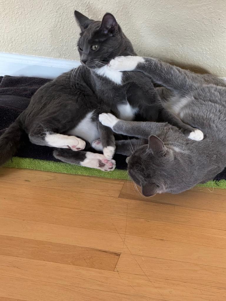 Enlarge Raclette, a Adoptable mixed breed in Fort Lupton, CO image 1/6