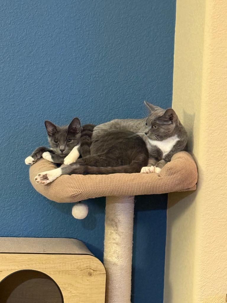 Enlarge Raclette, a Adoptable mixed breed in Fort Lupton, CO image 2/6