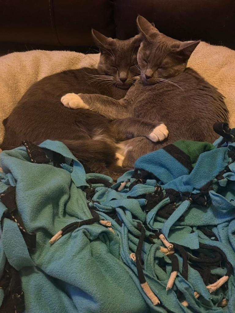 Enlarge Raclette, a Adoptable mixed breed in Fort Lupton, CO image 3/6