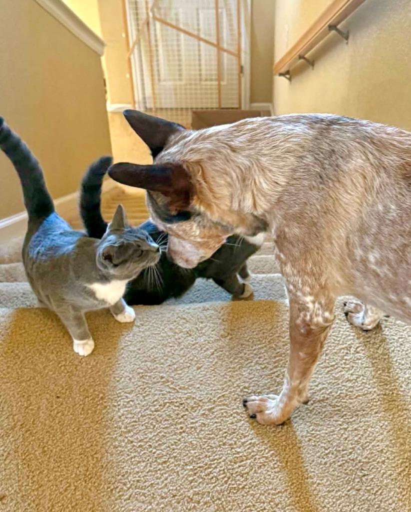 Enlarge Raclette, a Adoptable mixed breed in Fort Lupton, CO image 5/6