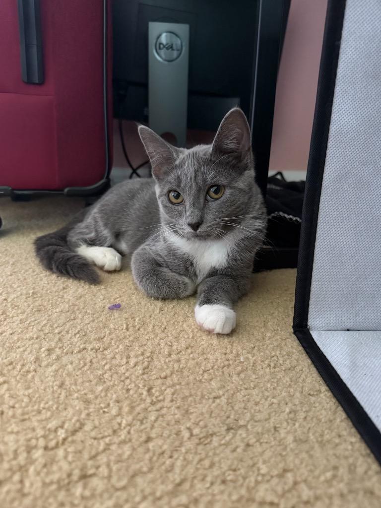 Enlarge Raclette, a Adoptable mixed breed in Fort Lupton, CO image 6/6