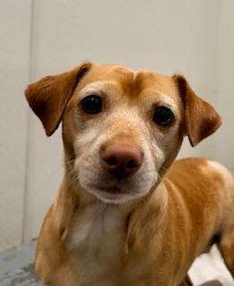 Enlarge Socks, a ADOPTABLE Chihuahua in Winter Haven, FL image 2/2