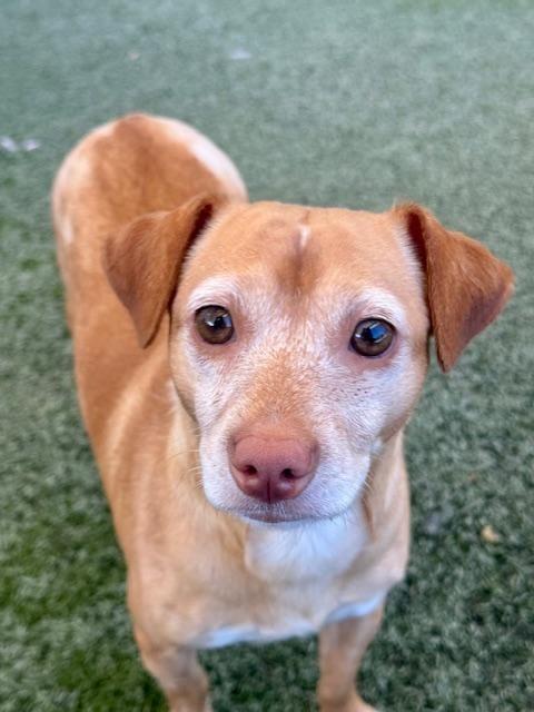 Enlarge Socks, a ADOPTABLE Chihuahua in Winter Haven, FL image 1/2