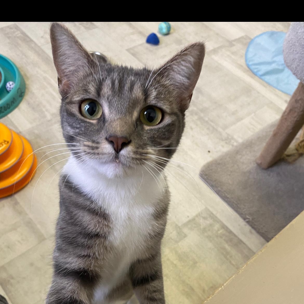 Enlarge Shannon, a Adoptable Domestic Short Hair in Brockport, NY image 2/5