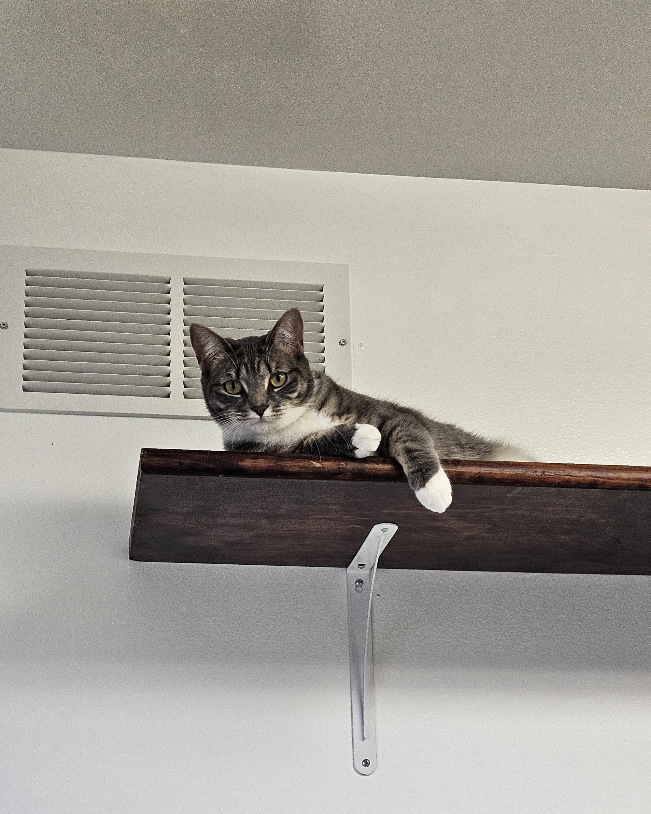Enlarge Shannon, a Adoptable Domestic Short Hair in Brockport, NY image 5/5