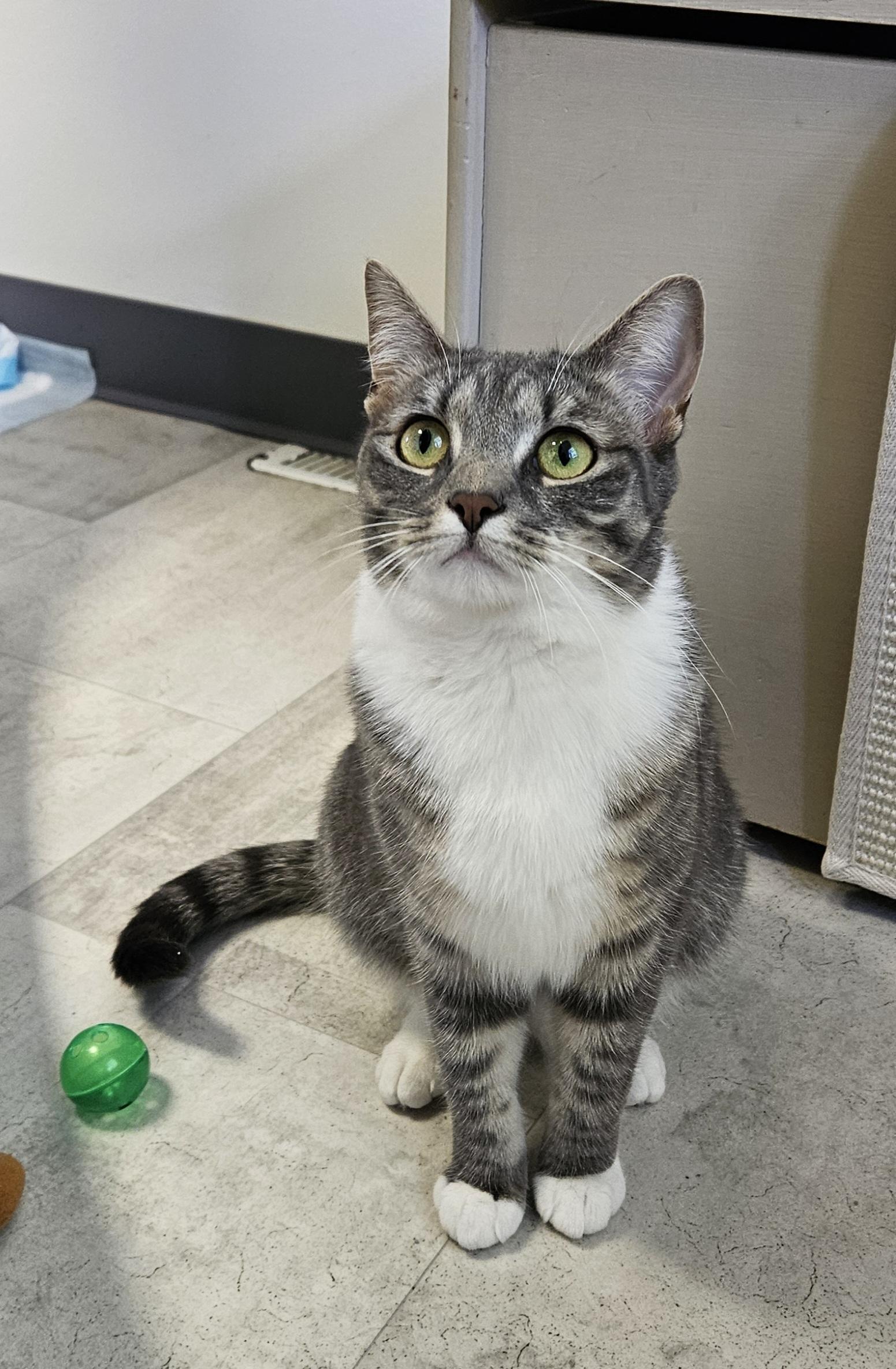 Shannon, Adoptable, Young Female Domestic Short Hair.